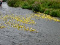 1500 ducks in the swim